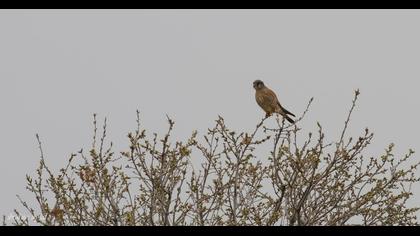 Common Kestrel