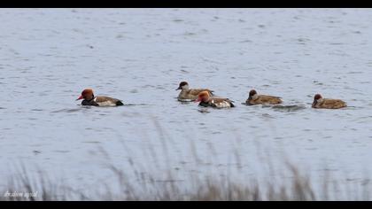 Red-crested Pochard
