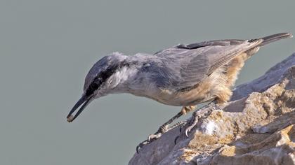 Western Rock Nuthatch