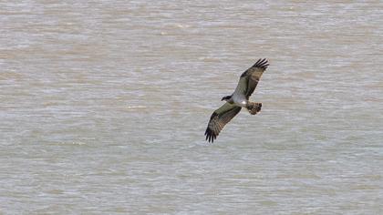 Western Osprey