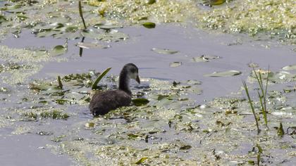 Eurasian Coot