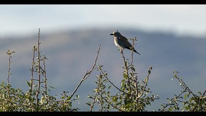 European Roller