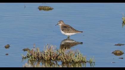 Temminck`s Stint