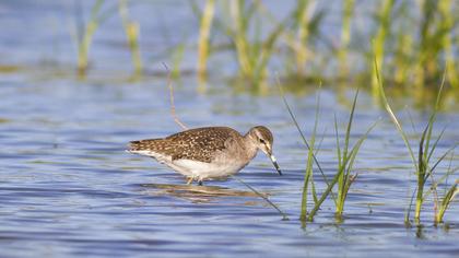 Wood Sandpiper