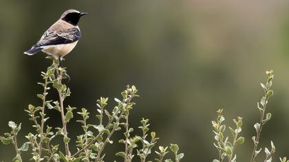 Black-eared Wheatear