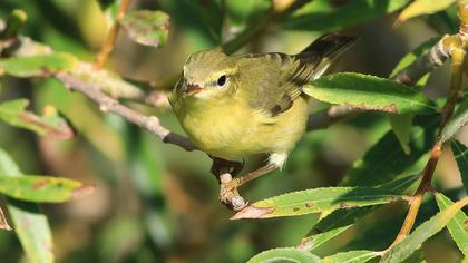 Willow Warbler