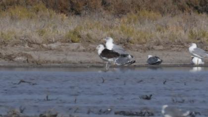 Lesser Black-backed Gull