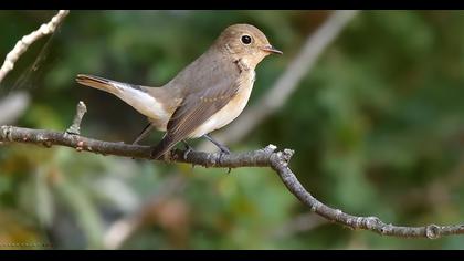 Red-breasted Flycatcher