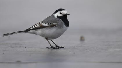 White Wagtail