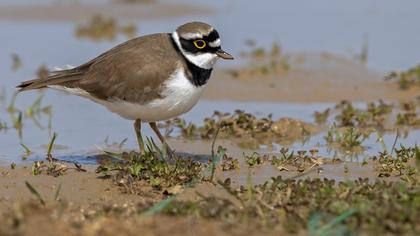 Little Ringed Plover