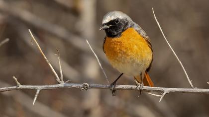 Common Redstart