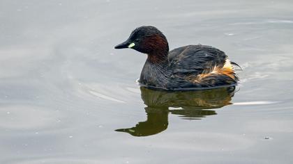 Little Grebe