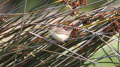 Zitting Cisticola