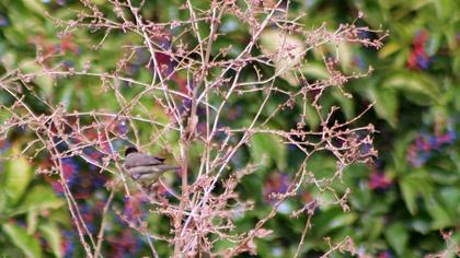 Eurasian Blackcap
