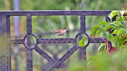 Akgerdanlı ötleğen