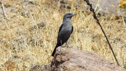 Blue Rock Thrush