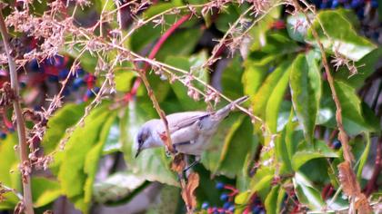 Lesser Whitethroat