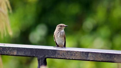 Spotted Flycatcher