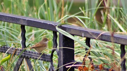 Common Whitethroat