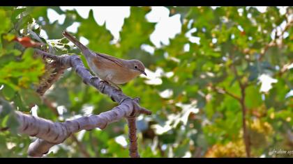 Subalpine Warbler