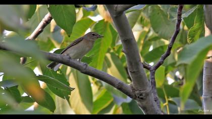 Garden Warbler