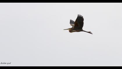 Purple Heron