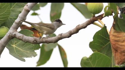 Eurasian Blackcap