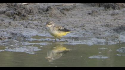 Western Yellow Wagtail