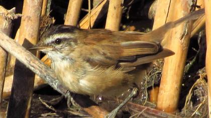 Moustached Warbler