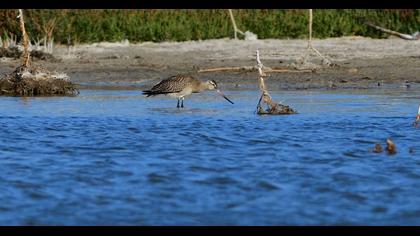 Bar-tailed Godwit