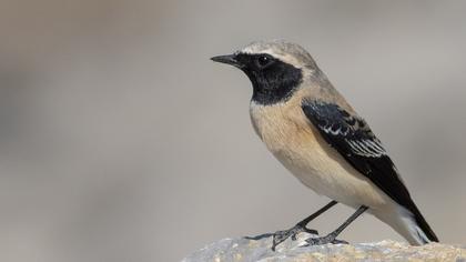 Black-eared Wheatear