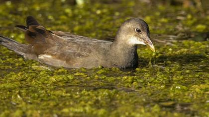 Common Moorhen