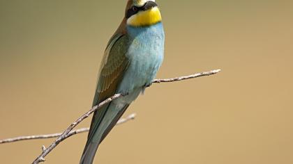 European Bee-eater