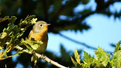 Red-breasted Flycatcher