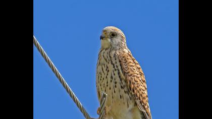 Lesser Kestrel