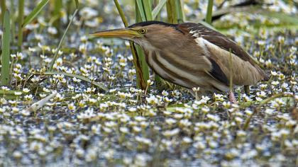 Little Bittern