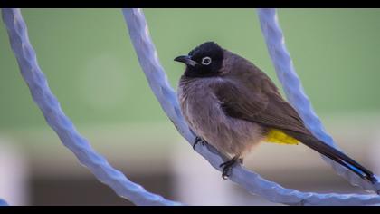 White-spectacled Bulbul