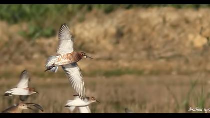 Curlew Sandpiper