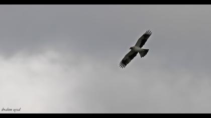 Booted Eagle