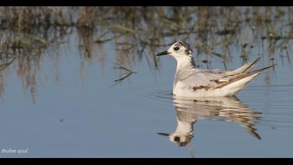 Little Gull