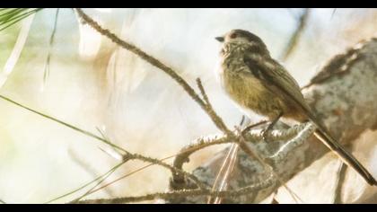 Long-tailed Tit