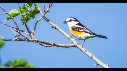 Masked Shrike