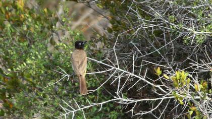 White-spectacled Bulbul