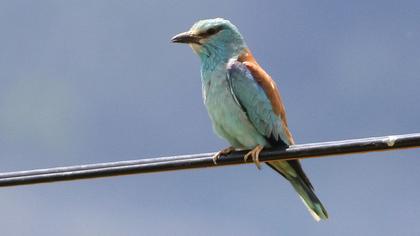 European Roller