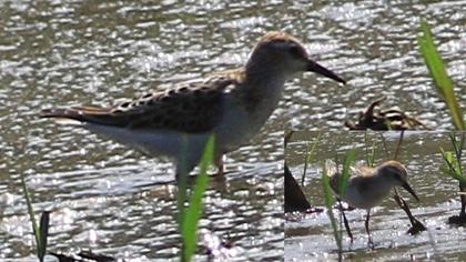 Little Stint