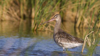 Black-tailed Godwit