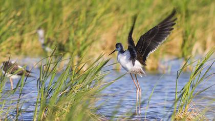 Black-winged Stilt
