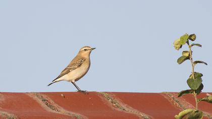 Northern Wheatear