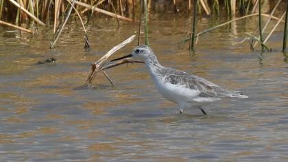 Marsh Sandpiper