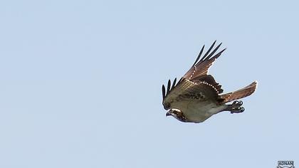 Western Osprey